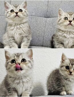 Reinrassige BKH silber Tabby Kitten männlich uns weiblich - Berlin