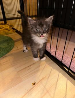Main coon kitten - Mandelbachtal
