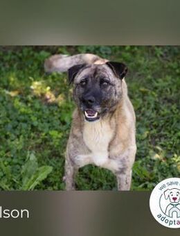 Wilson Opi sucht Zuhause - Kirchzell