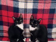 Katzen Babys - Hemer