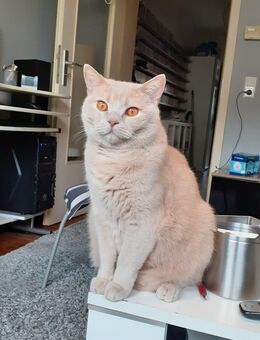 Katzenbetreuung - Düsseldorf
