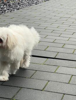 Coco sucht eine neue Familie und wohnt in Nordhorn - Nordhorn