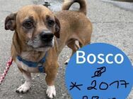 Bosco 28 jahre Dackelmix ca 7 Jahre - Finning