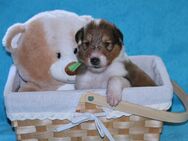 Colliewelpen von amerikanisch/kanadischen Eltern mit Ahnentafel - Hartha