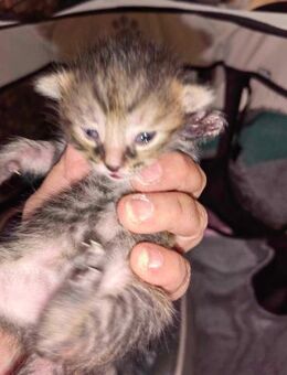 Tiffy in Sicherheit geboren - Augsburg