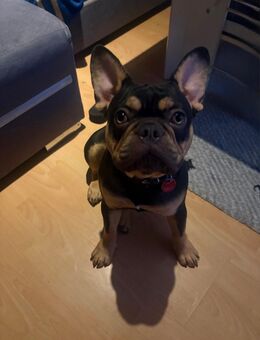 Französische Bulldogge in Liebevolle Hände abzugeben - Schellerten