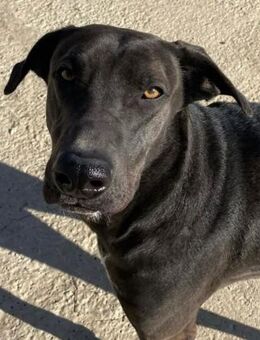 Flashn sein Traum ist ein tolles Zuhause - Laatzen