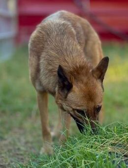 ❤️🐾 Lieber Grey sucht seine Familie 🐾 - Eislingen (Fils)