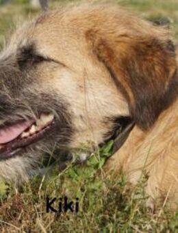 Kiki Kuschelfee im Anflug! - Kissing