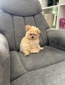 Pomapoo Welpen – abzugeben 1 Rüden. in 65205