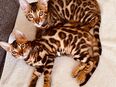 Wunderschöne bengal kitten in 41466