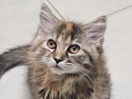 Main coon- Perser kitten sucht neues Zuhause. - Ahaus