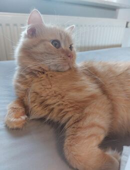 Britischlanghaarkater(1Jahr und 3Monate alt) - Wuppertal