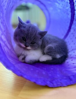 Britisch Kurzhaar Katzen zu verkaufen - Bönen