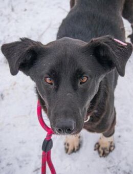 Martin - lieb und bedingungslos treu - Berlin