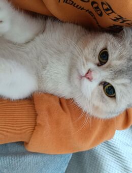 Bkh katze weiblich sucht neues gutes zuhause - Hattingen