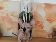 zuckersüße Kitten aus einem KanadiaSphynx Wurf(Elf) - Köln