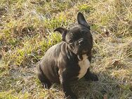 Französische Bulldogge Rüde - Falkenberg (Elster)