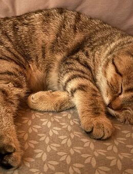 BKH Kitten - Lahr (Schwarzwald)