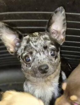 🌸 Kleine Yara zartes Herz auf der Suc - Kassel