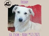 Freddy - Rotenburg (Fulda)