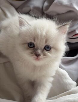 Hauskatze-kitten-Luna-Bambi - Leipzig