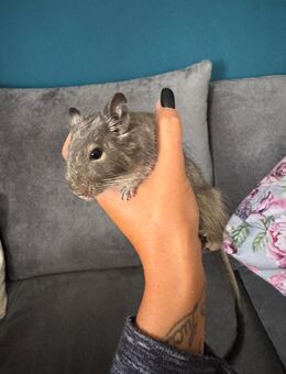Degu Männchen 1 Jahr alt - Urbar (Landkreis Mayen-Koblenz)