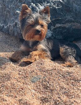 Yorkshire Terrier Rüde sucht Hündin zum Decken - Dortmund Husen