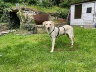 Familienhund Milo sucht Körbchen - Mylau