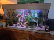 Aquarium 80x40 abzugeben - Berlin Reinickendorf