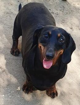 Bözsike° - Wolfhagen