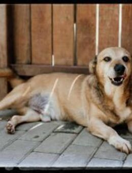 Otto - kleiner Charakterhund - Löwenberger Land