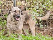 Skipper sucht ihr Glück - München