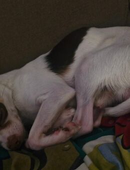 Chihuahua rüde sucht zuhause - Friedrichshafen
