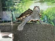 Höckerschildkröte mit Aquarium und Zubehör - Wuppertal