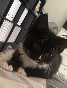 Katzenbaby sucht ein Zuhause! - Berlin Lichtenberg