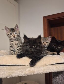 😻 BKH-Mix Kitten – 10 Wochen alt – stubenrein & entwurmt 🐾 - Itzehoe