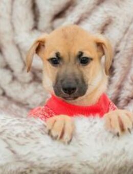 LESSER - da hab ich schon ein paar Ideen - Overath