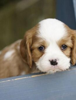 Cavalier King Charles Spaniel Welpen - Frankfurt (Main)