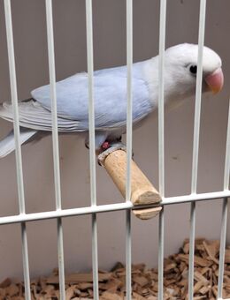 Junge Russköpfchen Aga.nigrigenis abzugeben - Werne