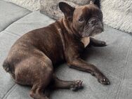Zen-8-jährige franz Bull sucht Liebe - Kassel
