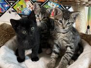 Katzenbabys suchen neue Dosenöffner - Stemwede