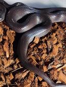 Afrikanische Hausschlange in 08468