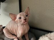 Reinrassige Canadian Sphynx Kittenige - Kiel Meimersdorf