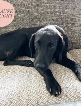 Süßer und zarter KAZ sucht Zuhause ❤️ - Saarbrücken