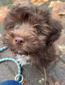 Kleiner Havaneser Welpe sucht neues zu Hause - Bremerhaven