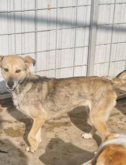 Fenja sucht ein liebevolles Zuhause - Blankenheim (Nordrhein-Westfalen)