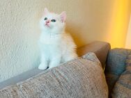 BKH - Perser Kitten - Herne