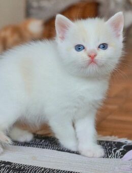 Zauberhafte BKH BLH Kitten suchen ein Zuhause - Markranstädt