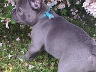 Französische Bulldogge Welpe - Waldachtal